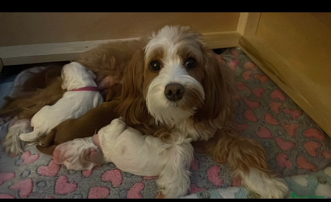 Cockapoo dogs for sale: Two gorgeous F2b Cockapoo girls left  - Advert 2