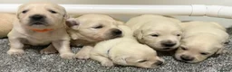 Golden Retriever dogs for sale: Beautiful healthy puppies - Advert 10