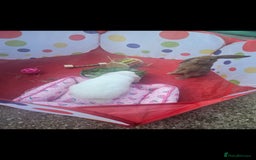 French Lop rabbits for sale: 2 female French lop rabbits and brand new hutch - Image 9