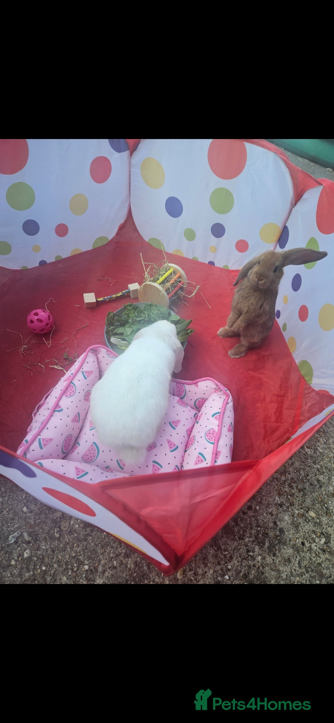 French Lop rabbits for sale: 2 female French lop rabbits and brand new hutch - Image 9