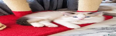 Ragdoll 2