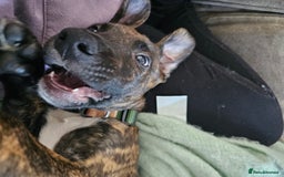 Mixed Breed dogs for sale: Hunt away/Presa Canario - Image 9