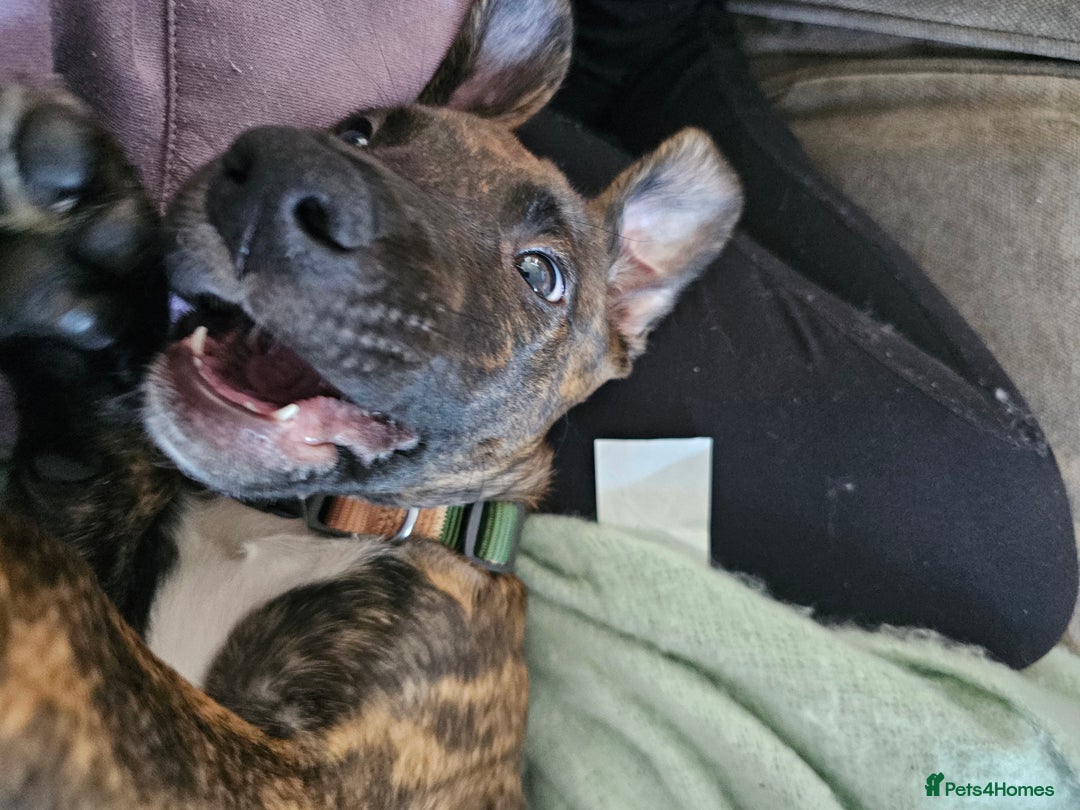 Mixed Breed dogs for sale: Hunt away/Presa Canario - Image 9