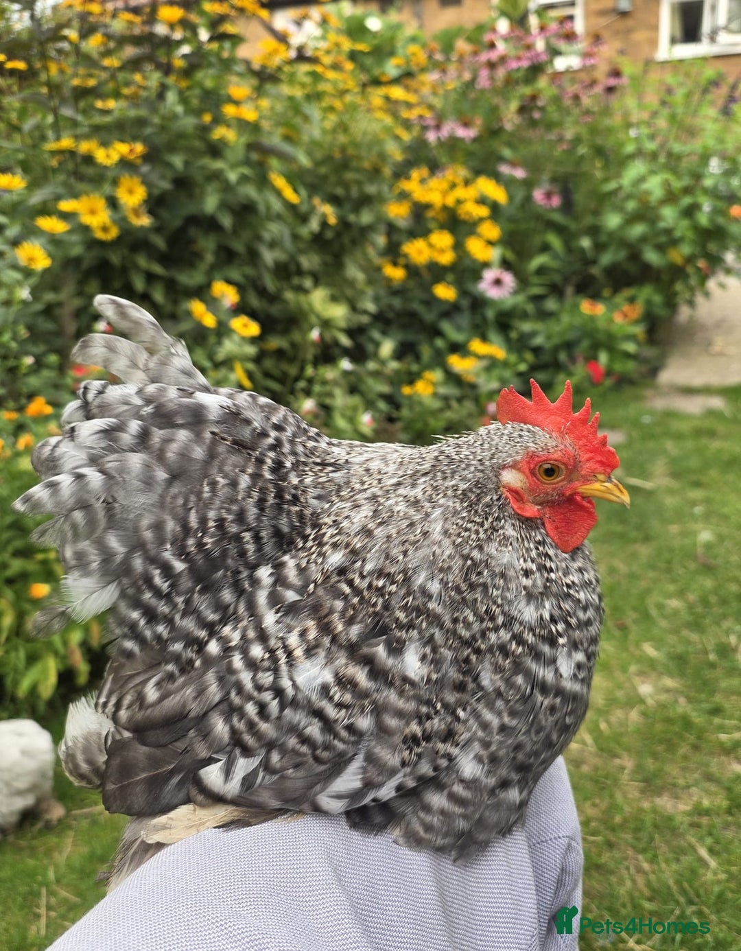 Chickens poultry for sale: Show standard lavender pekin bantams  - Image 6