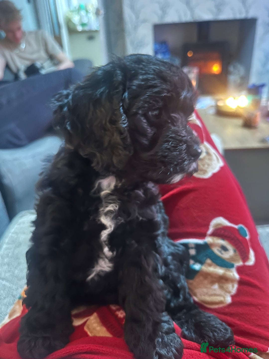 Mixed Breed dogs for sale: 3 LEFT - Cockapoo Cavapoo Puppies - READY TO GO - Advert 17