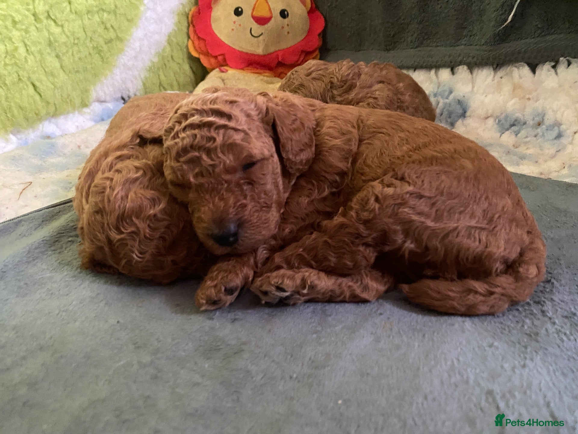 Cavapoo dogs Cavapoo puppies - Advert 4