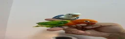Lovebirds birds for sale: Baby lovebirds - Advert 7