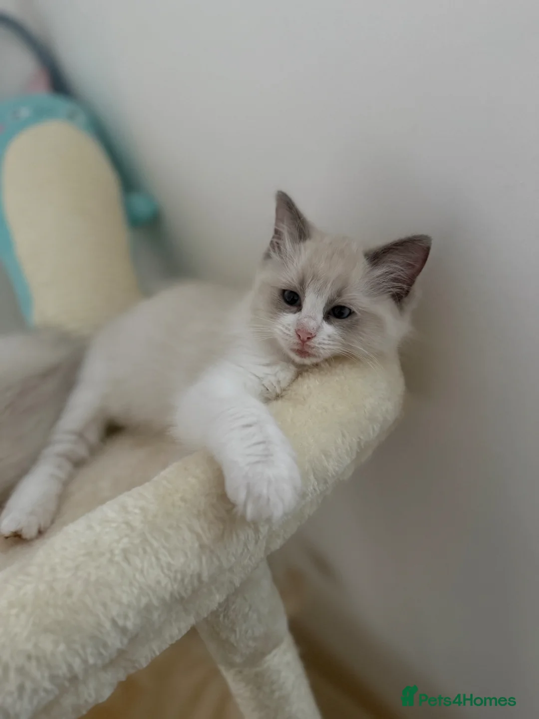 Ragdoll cats for sale: 10 week brother and sister  - Advert 2