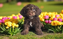 Cockapoo dogs for sale: ⭐️READY NOW⭐️ chocolate tri colour health clear - Image 1