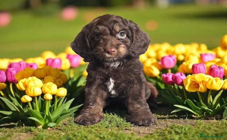 Cockapoo dogs - Advert 2