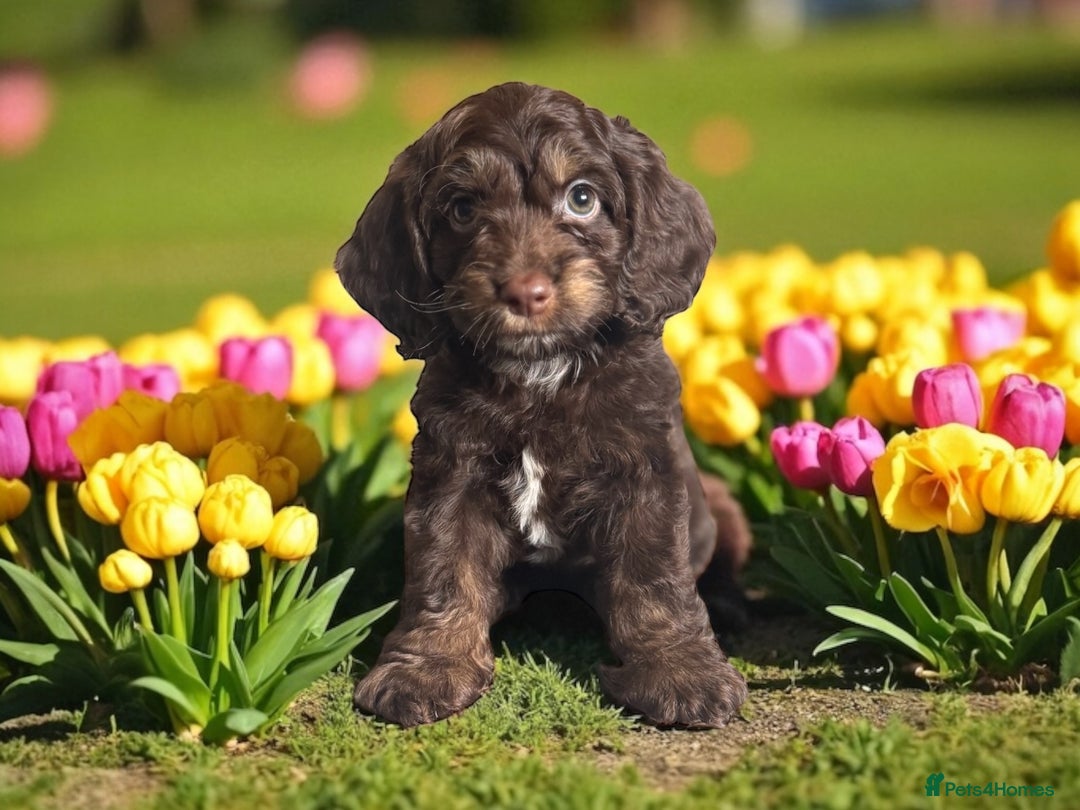 Cockapoo dogs for sale: ⭐️READY NOW⭐️ chocolate tri colour health clear - Image 1