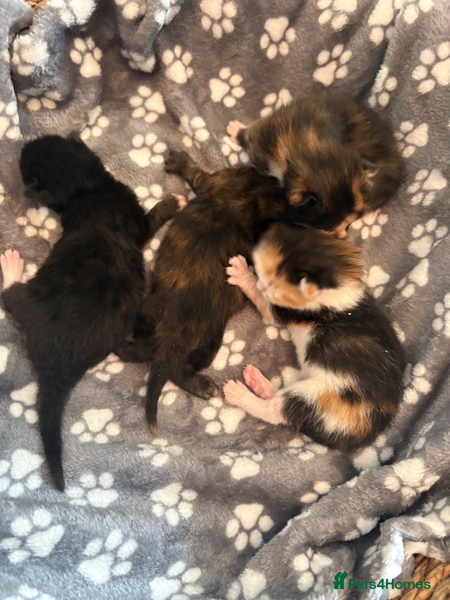 Mixed Breed cats 4 beautiful mixed breed kittens - Advert 1