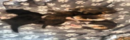Mixed Breed cats for sale: 4 beautiful mixed breed kittens - Advert 1