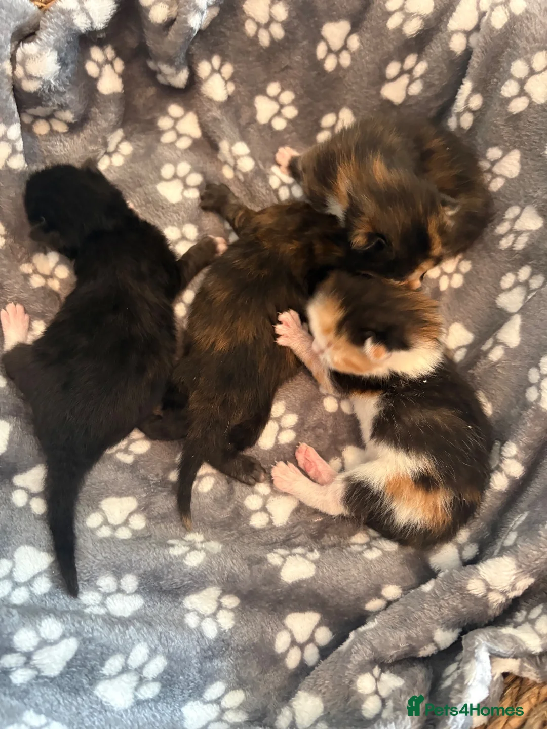 Mixed Breed cats for sale: 4 beautiful mixed breed kittens - Advert 1