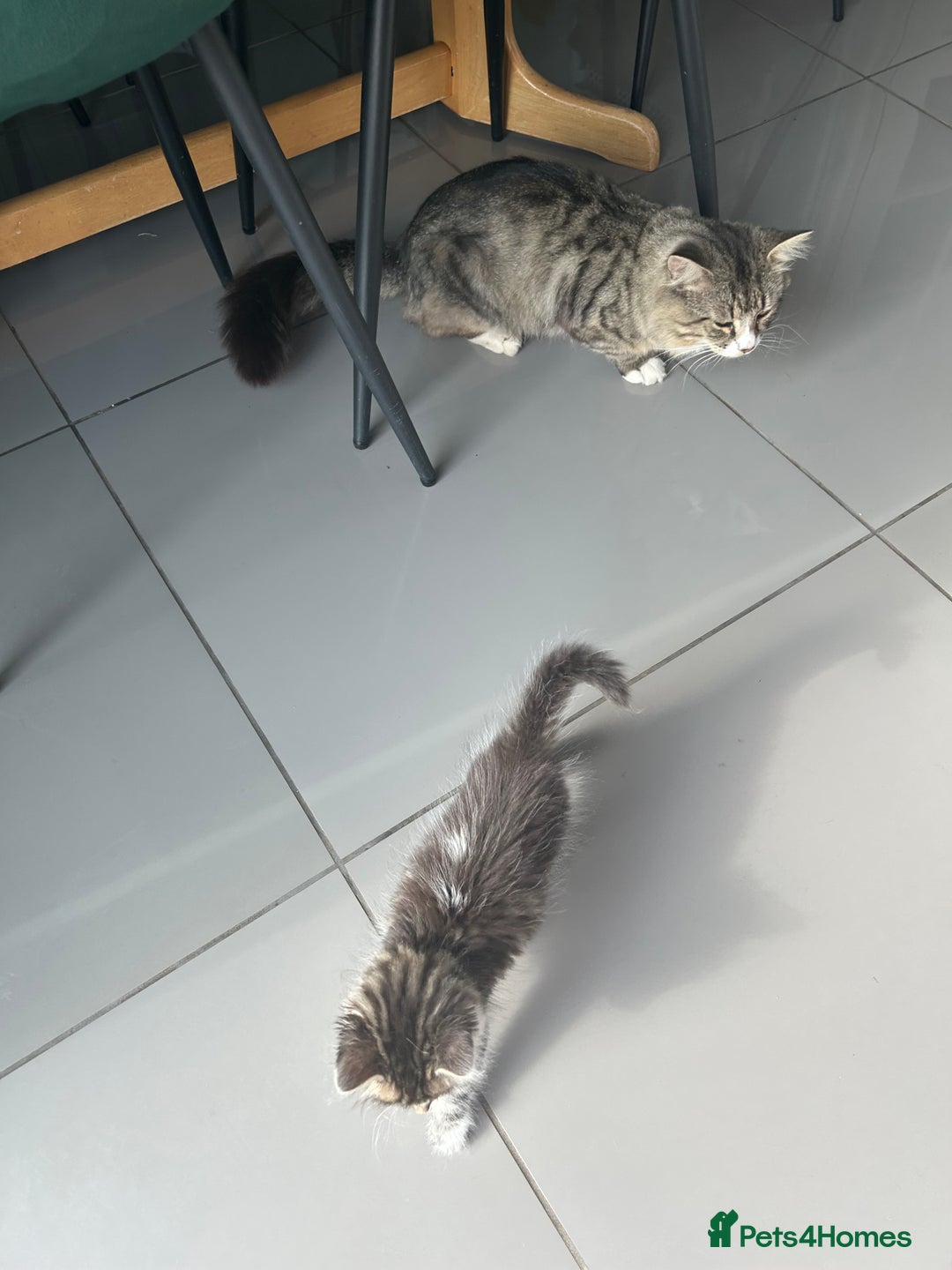 British Longhair cats for sale: Amazing fluffy kitten  - Image 8