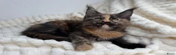 Maine Coon cats for sale: MaineCoon, Beautiful Kittens available  - Advert 21