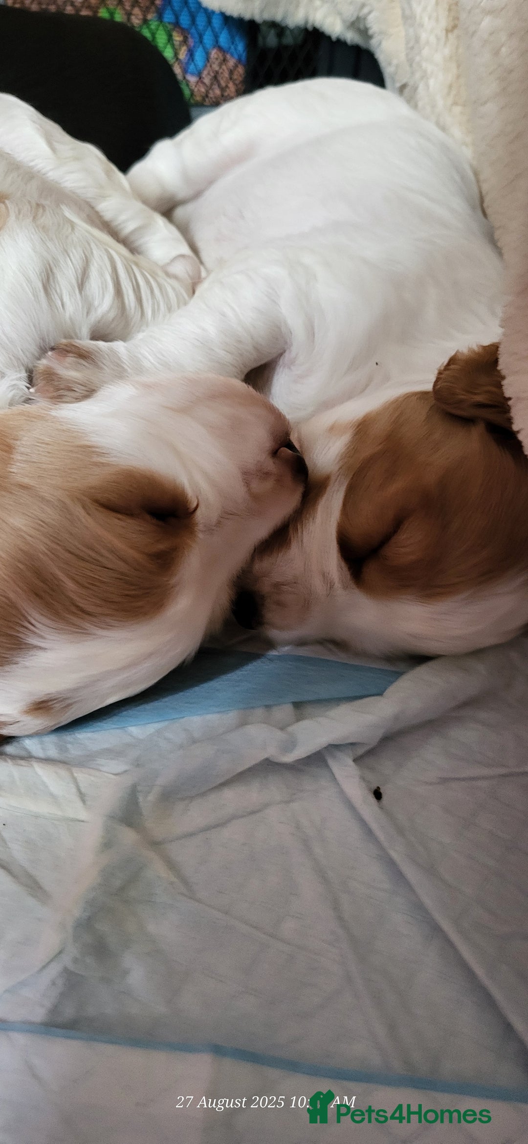 Cocker Spaniel dogs for sale: Health tested stunning litter of 6 - Image 9