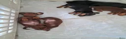 Miniature Dachshund dogs for sale: 5 beautiful miniature dachshund puppies  - Advert 7