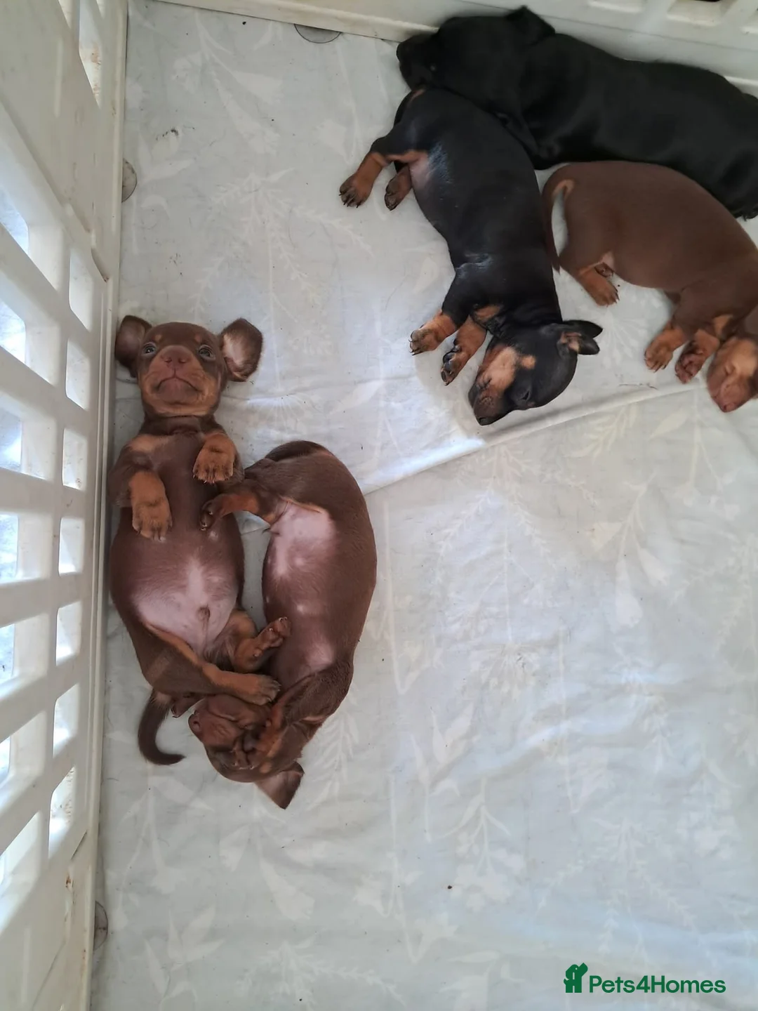 Miniature Dachshund dogs for sale: 5 beautiful miniature dachshund puppies  - Advert 7