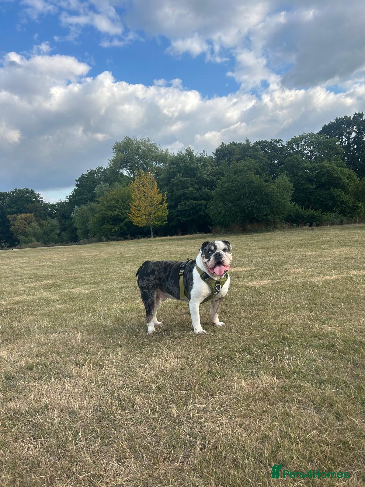 Olde English Bulldogge dogs Olde English Bulldog - Big Frankie - Advert 1