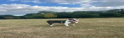 Olde English Bulldogge dogs for stud: Olde English Bulldog - Big Frankie - Advert 3