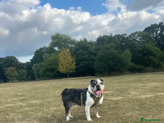 Olde English Bulldogge dogs for stud: Olde English Bulldog - Big Frankie - Advert 1