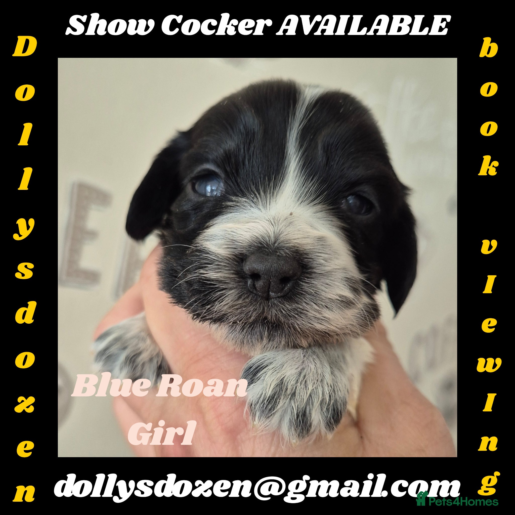 Cocker Spaniel dogs Show Cockers ~ 1 pup available Blue Roan GIRL  - Advert 7