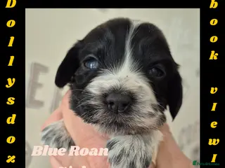Cocker Spaniel dogs Show Cockers ~ 1 pup available Blue Roan GIRL - Advert 7