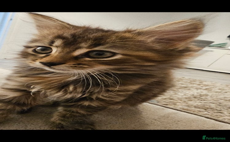 Mixed Breed cats - Advert 13
