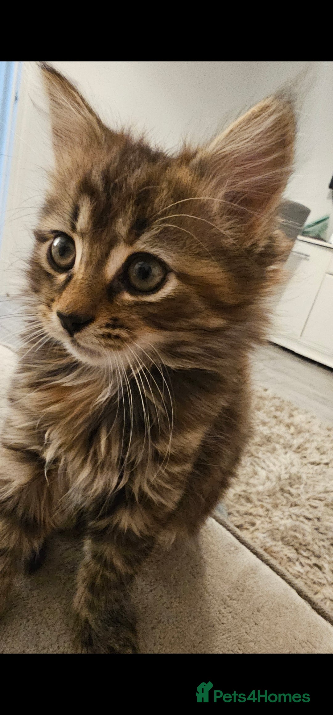Mixed Breed cats for sale: 07759 033951 1 tabby girl  - Image 3