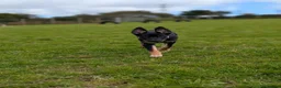 Mixed Breed dogs for sale: Kelpie x collie  - Advert 4
