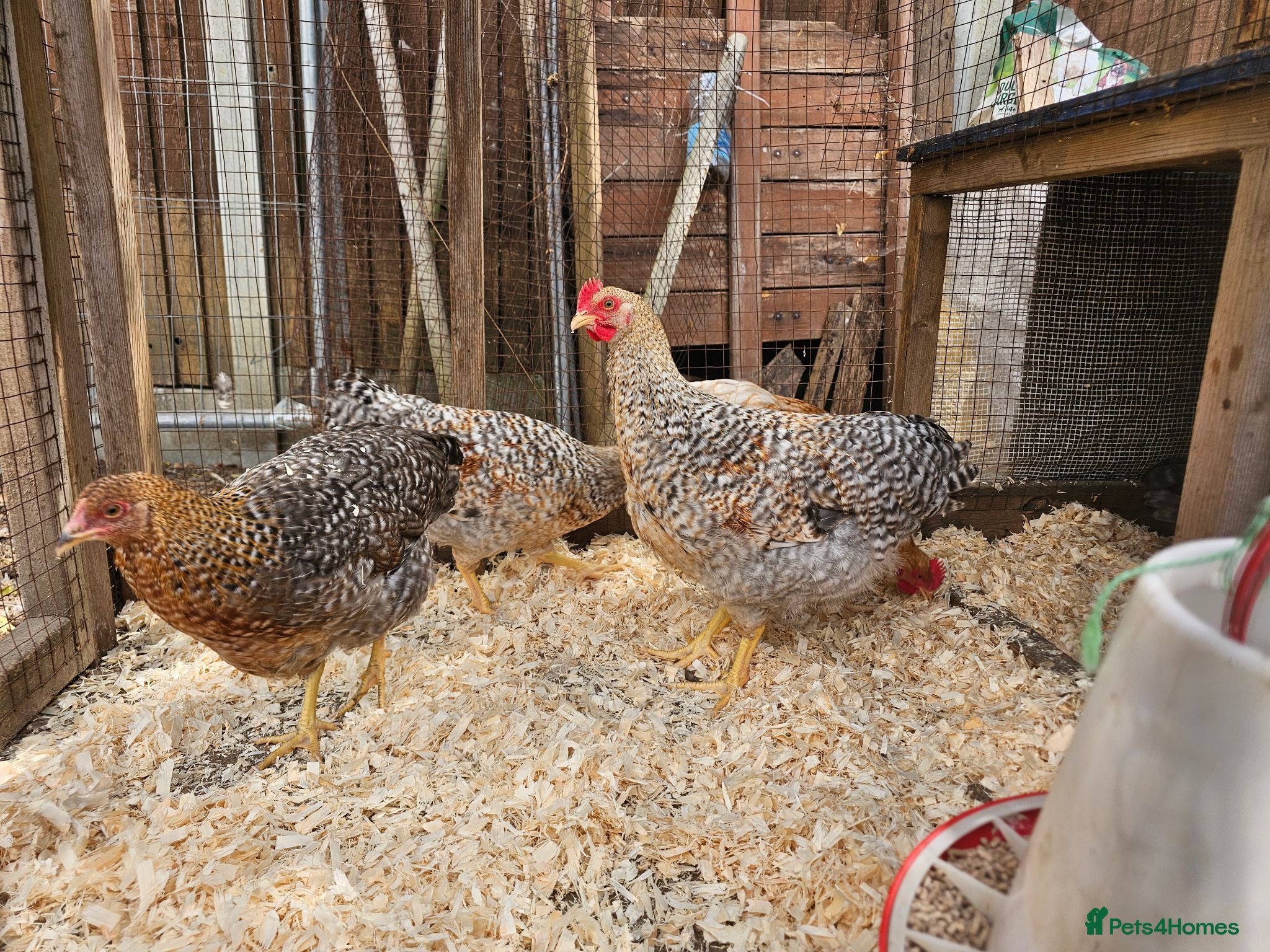 Chickens poultry Bielefelder pure breed - Advert 1