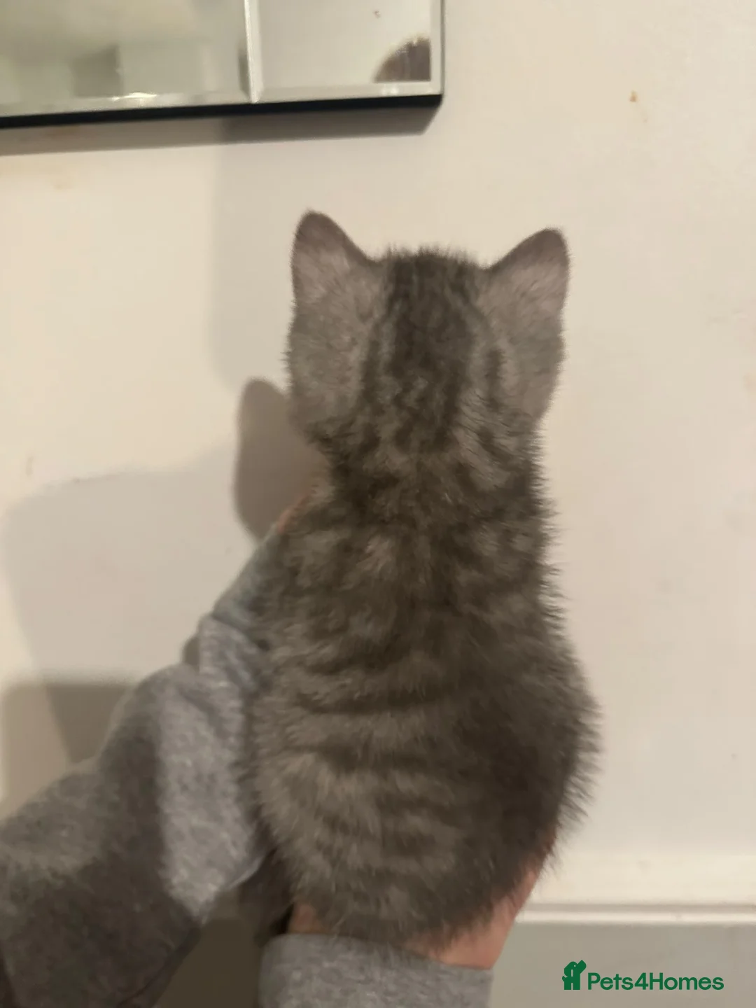 British Shorthair cats for sale: beautiful full bsh kittens  - Advert 9