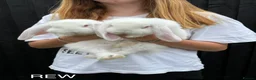 French Lop rabbits for sale: French lops in Walton on the Naze - Advert 3
