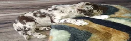 Mixed Breed dogs for sale: Cockapoo/Springer in Ferryhill - Advert 12