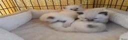 Ragdoll cats for sale: GCCF Ragdoll kittens available 28th June.  - Advert 6