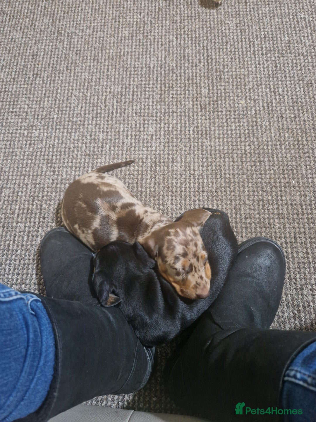 Miniature Dachshund dogs for sale: 2 adorable chunky miniature dachshund  - Advert 6