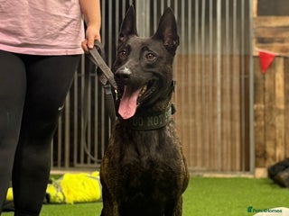 Belgian Shepherd Dog dogs - Advert 4