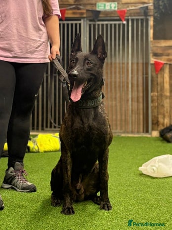 Belgian Shepherd Dog dogs - Advert 1