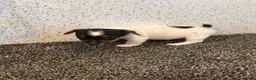 Jack Russell dogs for sale: Traditional Jack Russell Puppies  - Advert 2