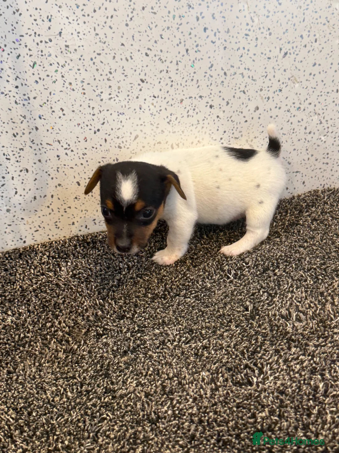 Jack Russell dogs for sale: Traditional Jack Russell Puppies  - Advert 2