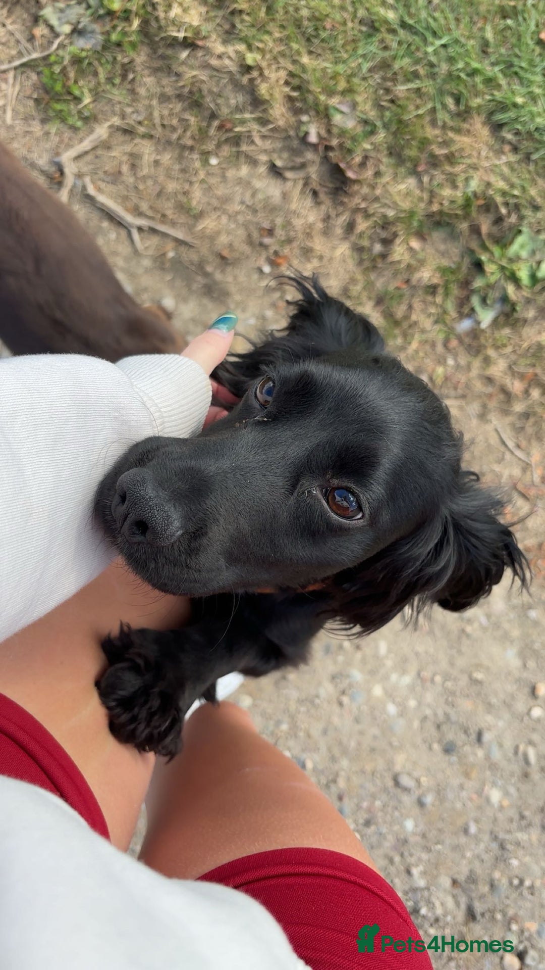 Cocker Spaniel dogs for sale: KC Reg Female Cocker Spaniel - Image 1