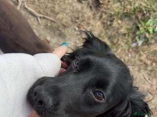 Cocker Spaniel dogs - Advert 1