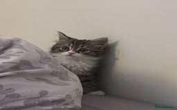 Persian cats for sale: Persian X babies - READY NOW - Image 8