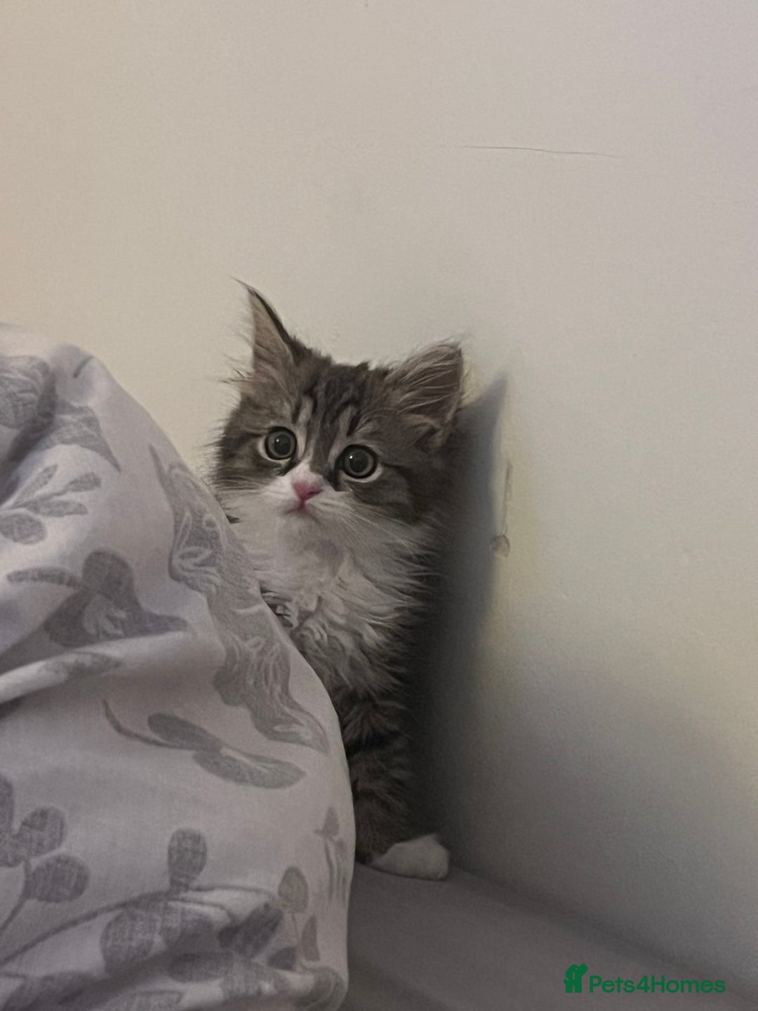 Persian cats for sale: Persian X babies - READY NOW - Image 8