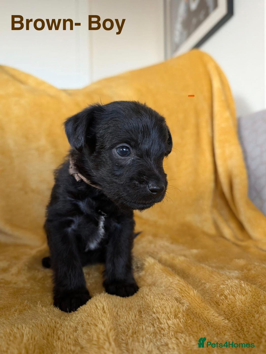 Mixed Breed dogs for sale: Beautiful Border terrier/Patterdale terrier pups - Advert 12