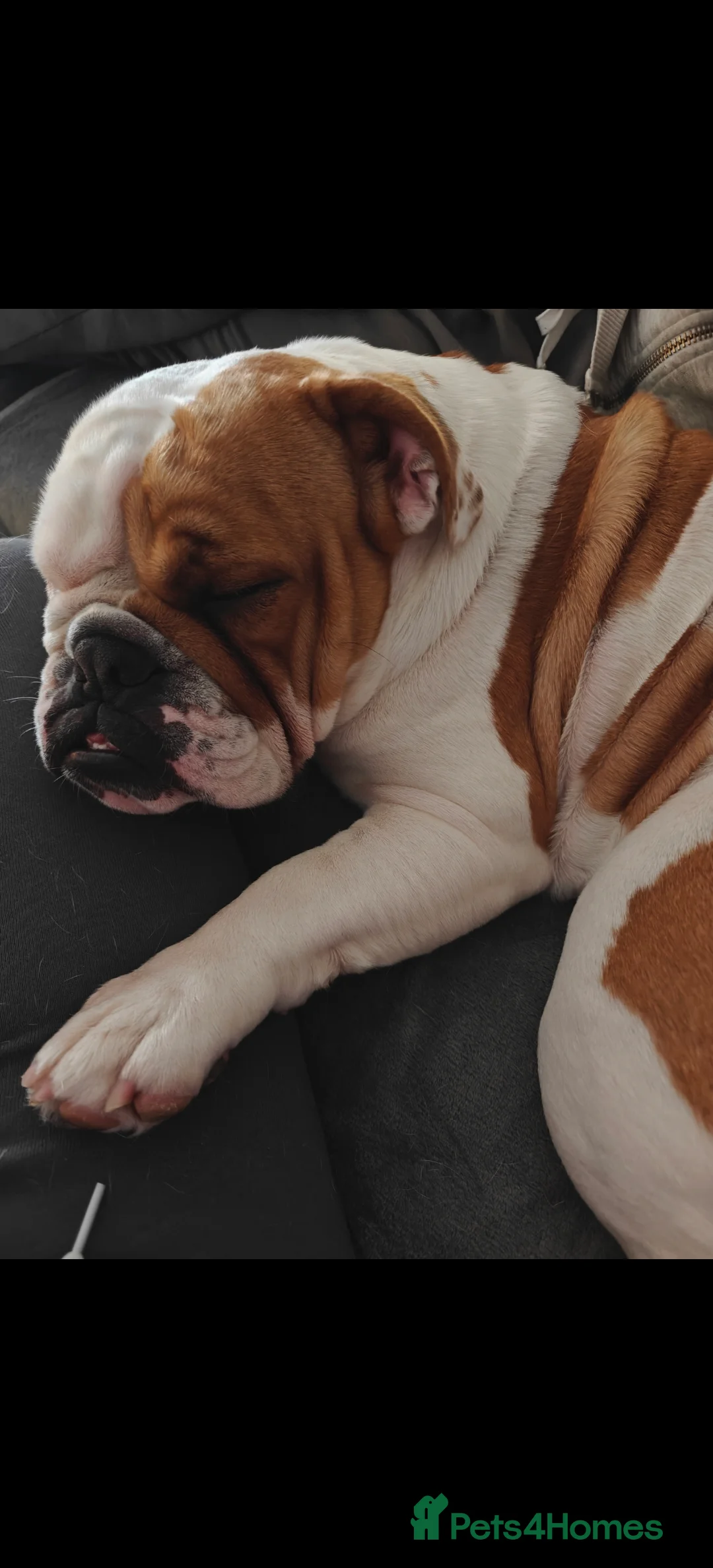English Bulldog dogs for sale: British Bulldog - Advert 3