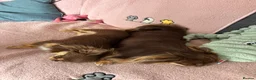 Chihuahua dogs for sale: Two chihuahua brothers looking for a new home - Advert 9