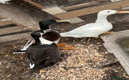 Ducks poultry for sale: Indian Runner ducks  - Image 2