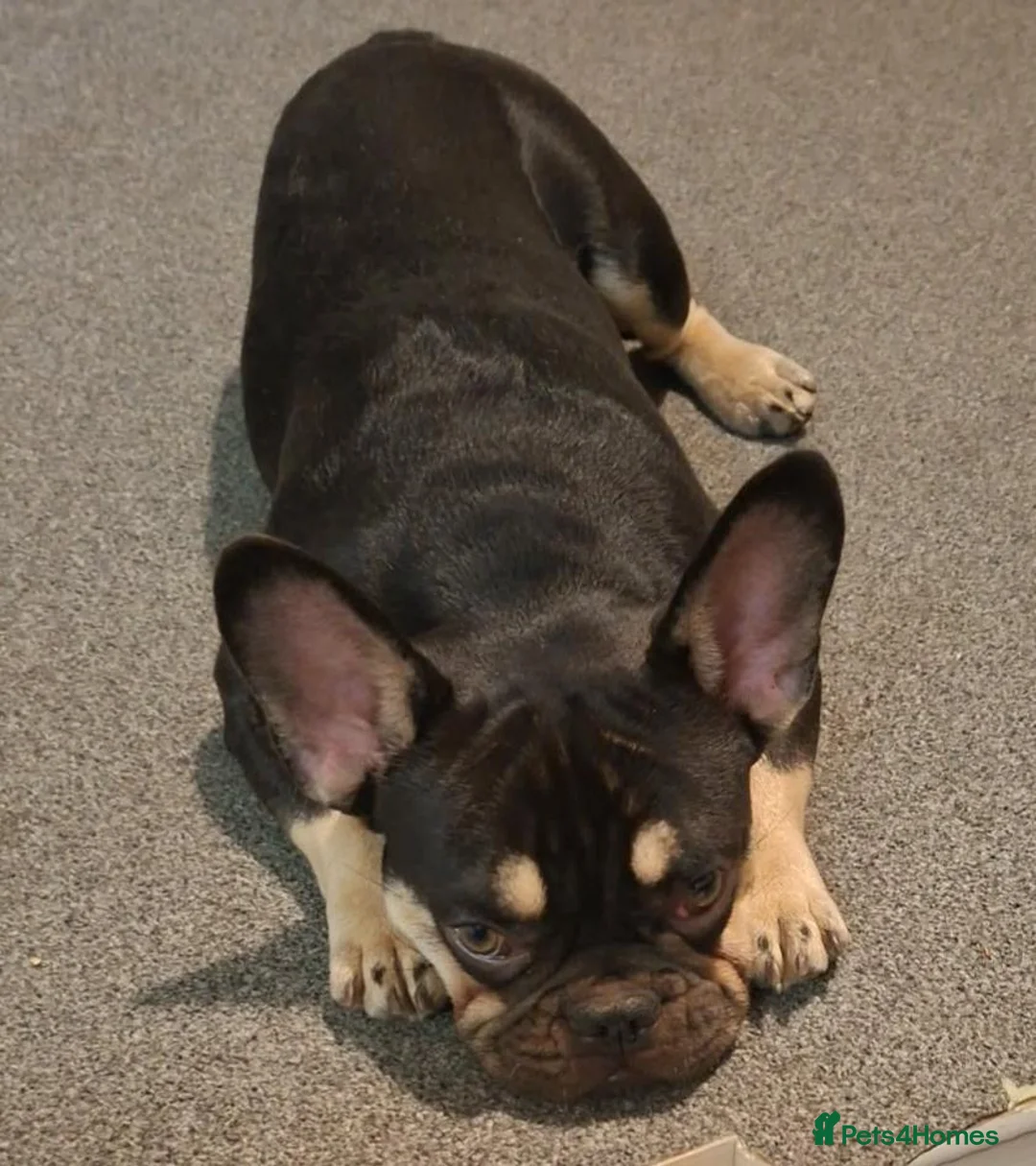 French Bulldog dogs for sale: Male french bulldog - Advert 1